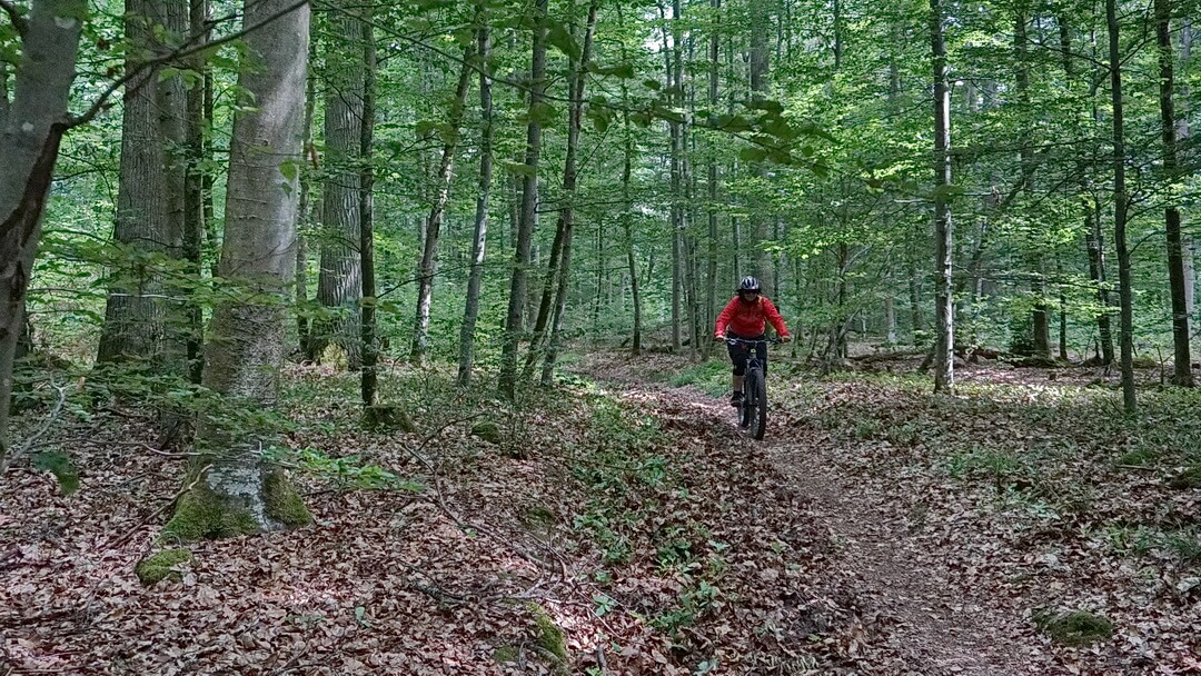 Trail im Klauswald